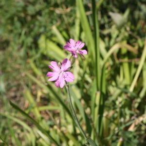 Photographie n°35667 du taxon Silene dioica var. dioica