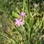  Rémi DEBROCK - Silene dioica var. dioica