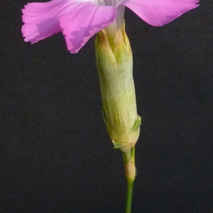 Photographie n°35670 du taxon Dianthus sylvestris var. godronianus (Jord.) Kerguélen [1987]