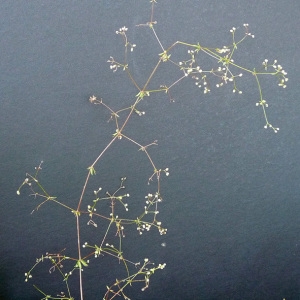 Photographie n°35672 du taxon Galium divaricatum Pourr. ex Lam. [1788]