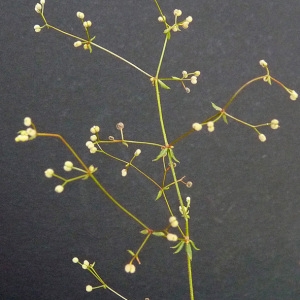 Photographie n°35673 du taxon Galium divaricatum Pourr. ex Lam. [1788]