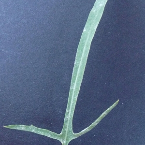 Photographie n°35676 du taxon Lactuca viminea subsp. chondrilliflora (Boreau) Bonnier [1923]