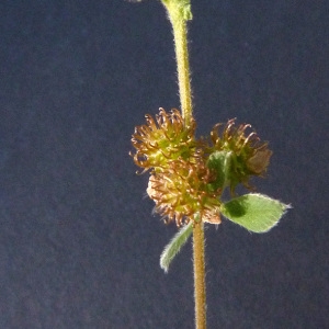 Photographie n°35677 du taxon Medicago minima (L.) L. [1754]