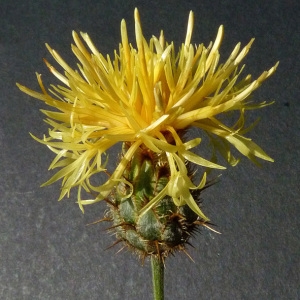 Photographie n°35682 du taxon Centaurea collina L. [1753]