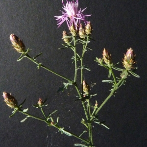 Photographie n°35683 du taxon Centaurea paniculata L. [1753]