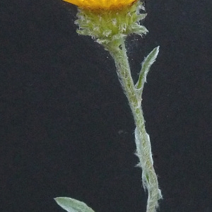 Photographie n°35690 du taxon Inula montana L. [1753]