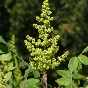 Photographie n°35695 du taxon Rhus coriaria L. [1753]