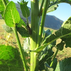 Photographie n°35701 du taxon Verbascum lychnitis L.