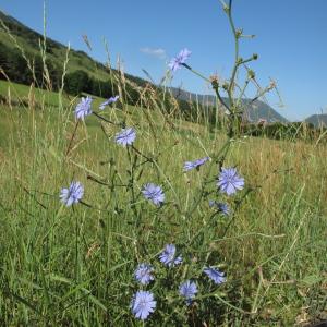 Photographie n°35702 du taxon Cichorium intybus L.