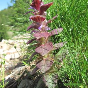 Photographie n°35711 du taxon Ajuga pyramidalis var. pyramidalis 