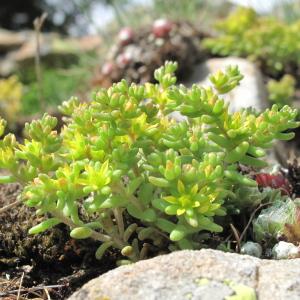 Photographie n°35714 du taxon Sedum alpestre Vill. [1779]