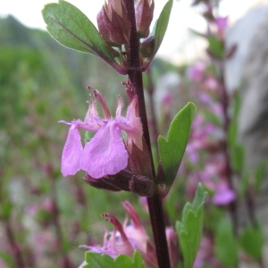 Chamaedrys lucida (L.) Moench (Germandrée brillante)