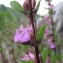  Marie  Portas - Teucrium lucidum L. [1759]