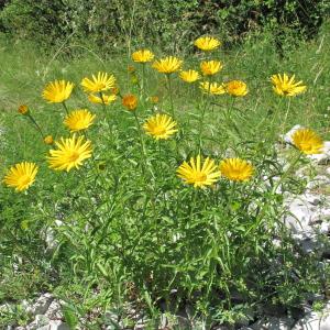 Photographie n°35720 du taxon Buphthalmum grandiflorum L.