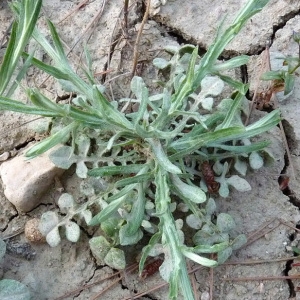 Photographie n°35726 du taxon Centaurea solstitialis L. [1753]