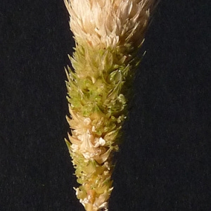Phalaris paradoxa L. (Alpiste déformé)