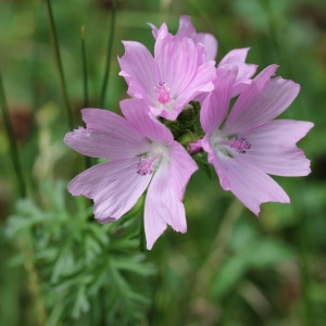 Photographie n°35766 du taxon Malva moschata L.