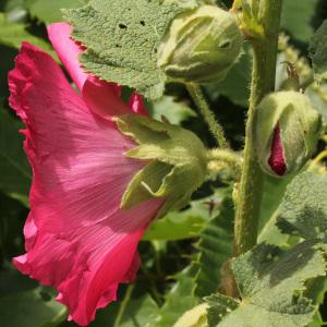 Photographie n°35767 du taxon Alcea rosea L.