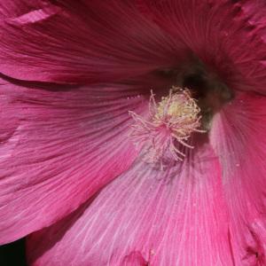 Photographie n°35768 du taxon Alcea rosea L.