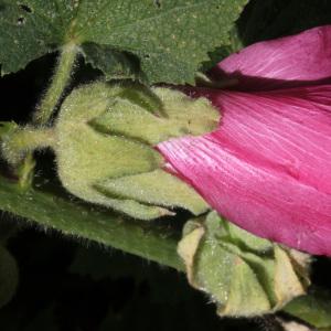 Photographie n°35769 du taxon Alcea rosea L.