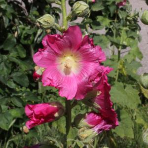 Photographie n°35770 du taxon Alcea rosea L.