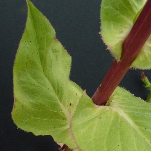 Photographie n°35785 du taxon Cichorium endivia L. [1753]