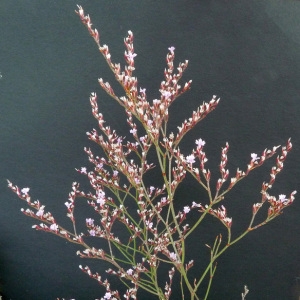 Photographie n°35791 du taxon Limonium virgatum (Willd.) Fourr. [1869]
