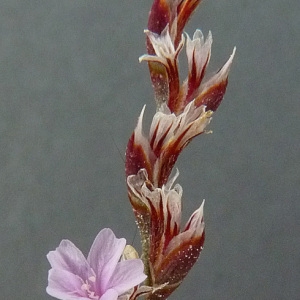 Photographie n°35792 du taxon Limonium virgatum (Willd.) Fourr. [1869]