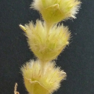 Photographie n°35797 du taxon Phlomis lychnitis L. [1753]