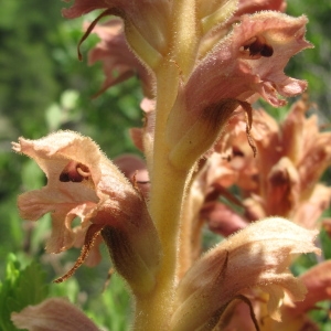 Photographie n°35801 du taxon Orobanche teucrii Holandre [1829]