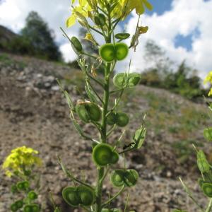 Photographie n°35805 du taxon Biscutella cichoriifolia Loisel. [1810]