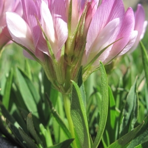 Photographie n°35814 du taxon Trifolium alpinum L.