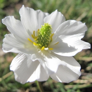 Photographie n°35822 du taxon Ranunculus kuepferi Greuter & Burdet [1987]