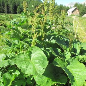 Photographie n°35829 du taxon Rumex alpinus L.