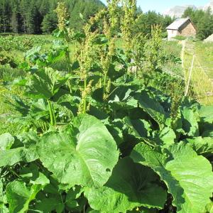 Photographie n°35829 du taxon Rumex alpinus L. [1759]