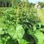  Marie  Portas - Rumex alpinus L.