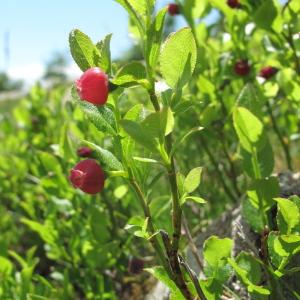 Photographie n°35834 du taxon Vaccinium myrtillus L. [1753]