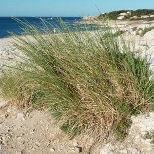 Photographie n°35857 du taxon Elytrigia juncea (L.) Nevski [1936]