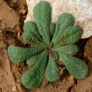 Photographie n°35859 du taxon Limonium echioides (L.) Mill. [1768]