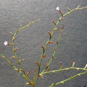 Photographie n°35862 du taxon Limonium echioides (L.) Mill. [1768]