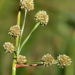 Photographie n°35868 du taxon Scirpoides holoschoenus (L.) Soják [1972]