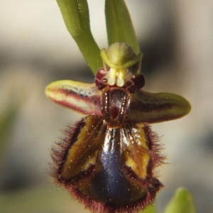 Photographie n°35873 du taxon Ophrys ciliata Biv. [1806]