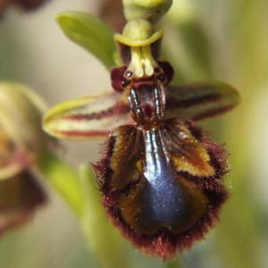 Photographie n°35875 du taxon Ophrys ciliata Biv. [1806]