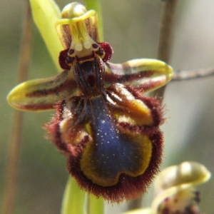 Photographie n°35876 du taxon Ophrys ciliata Biv. [1806]