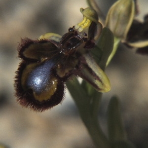 Photographie n°35878 du taxon Ophrys ciliata Biv. [1806]