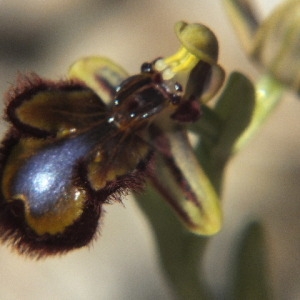 Photographie n°35879 du taxon Ophrys ciliata Biv. [1806]
