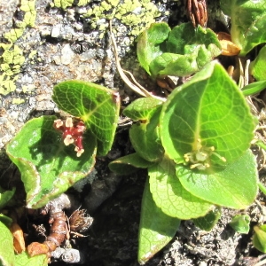 Photographie n°35884 du taxon Salix herbacea L. [1753]