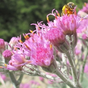 Photographie n°35890 du taxon Cacalia leucophylla Willd.