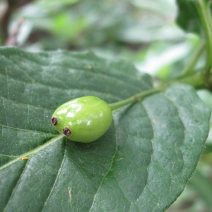 Photographie n°35893 du taxon Lonicera alpigena L. [1753]