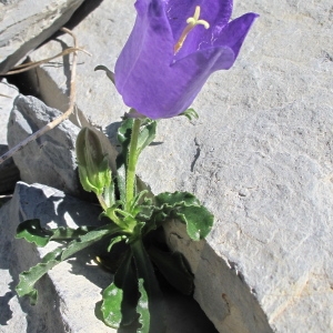 Photographie n°35899 du taxon Campanula alpestris All.